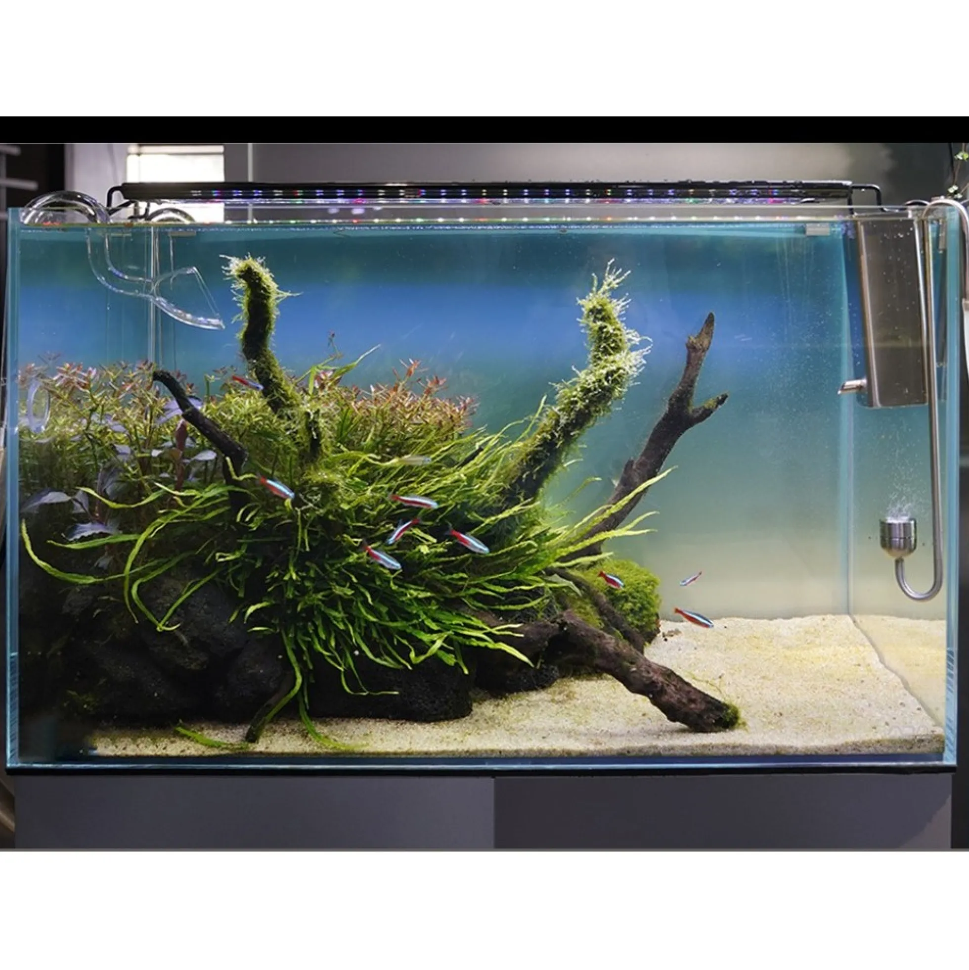 Akvarie armatur, 30-45 cm, 6W LED, hvid/blå/rød/grøn, justerbar længde, IP66