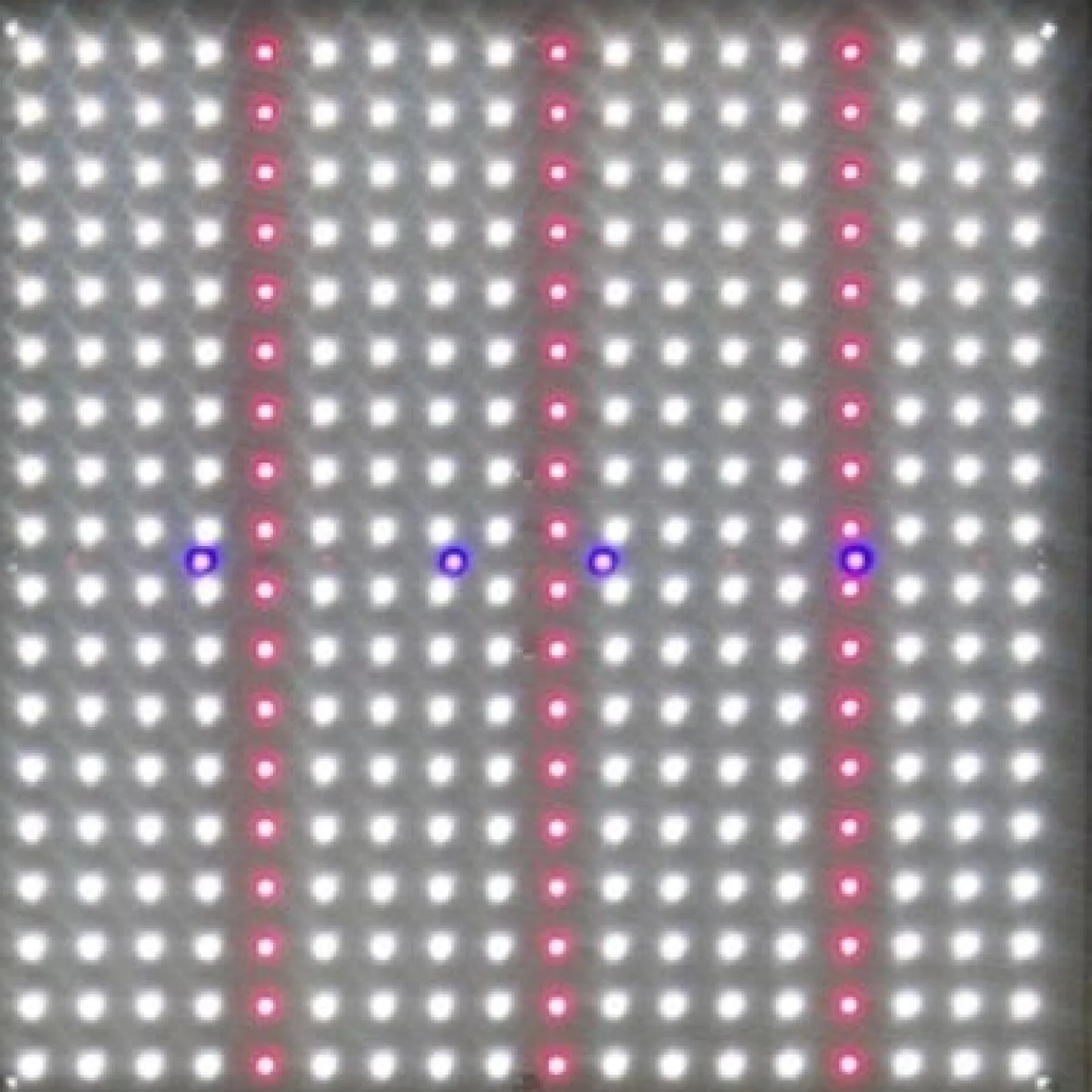 LEDlife Helios vækstlampe 70W, IP65, Inkl. ophæng, fuldt spektrum, justerbar lysstyrke