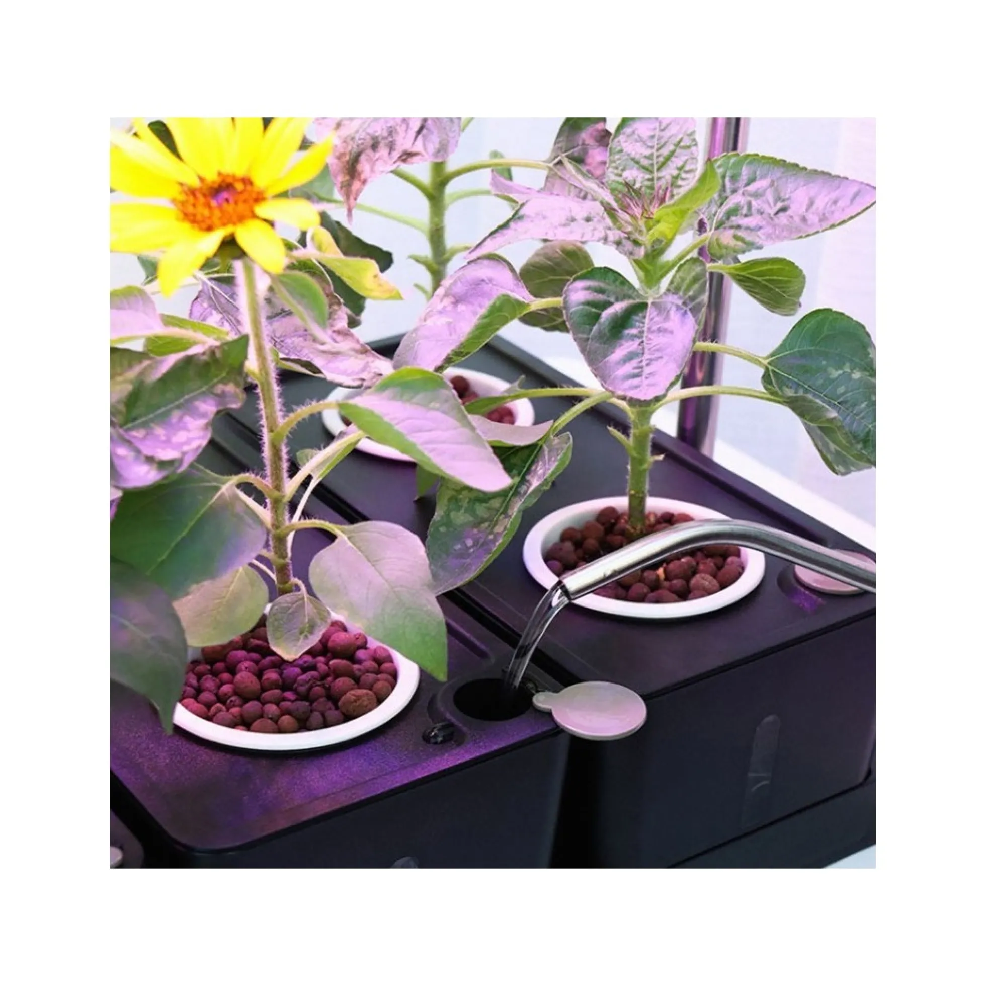LEDlife hydroponisk plantebakke, Hvid, inkl. vækstlys, 20 pladser, 4x2L vandtank