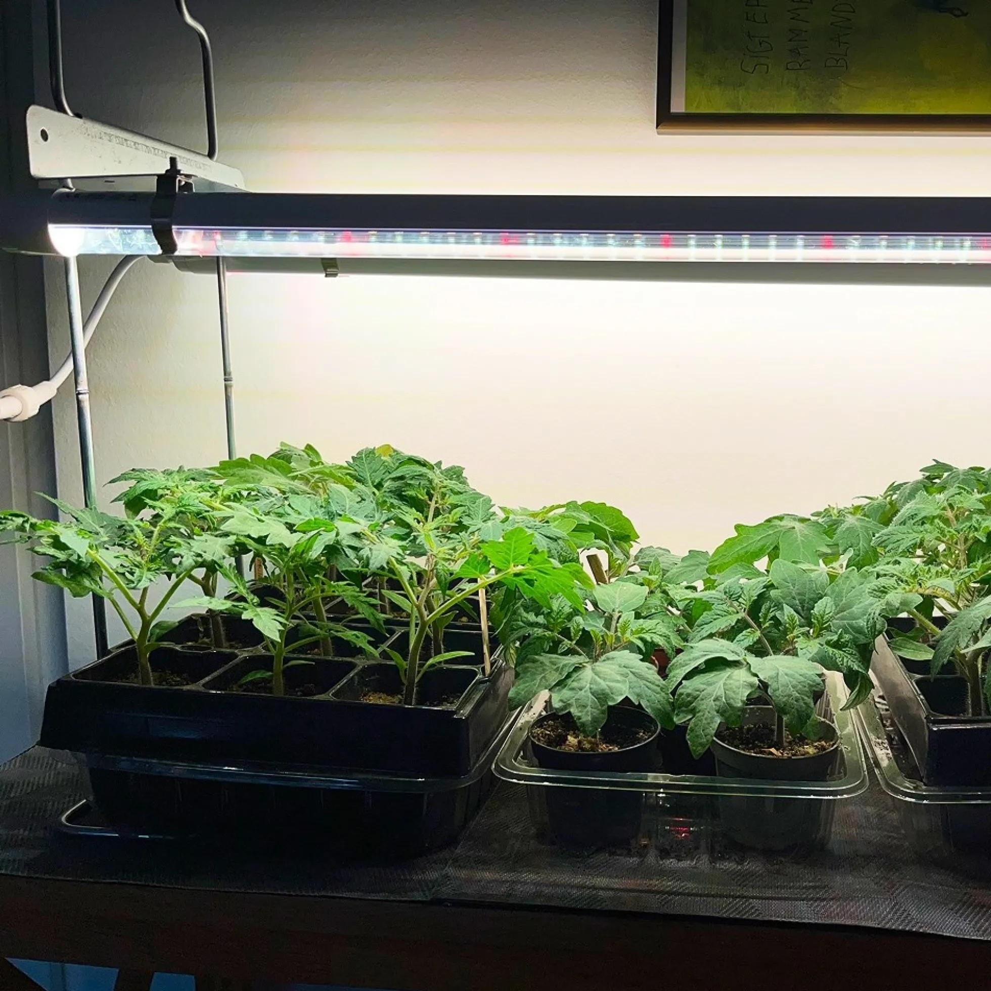 LEDlife Pro-Grow 2.0 vækst sæt, 2stk, LED, fuldt spektrum