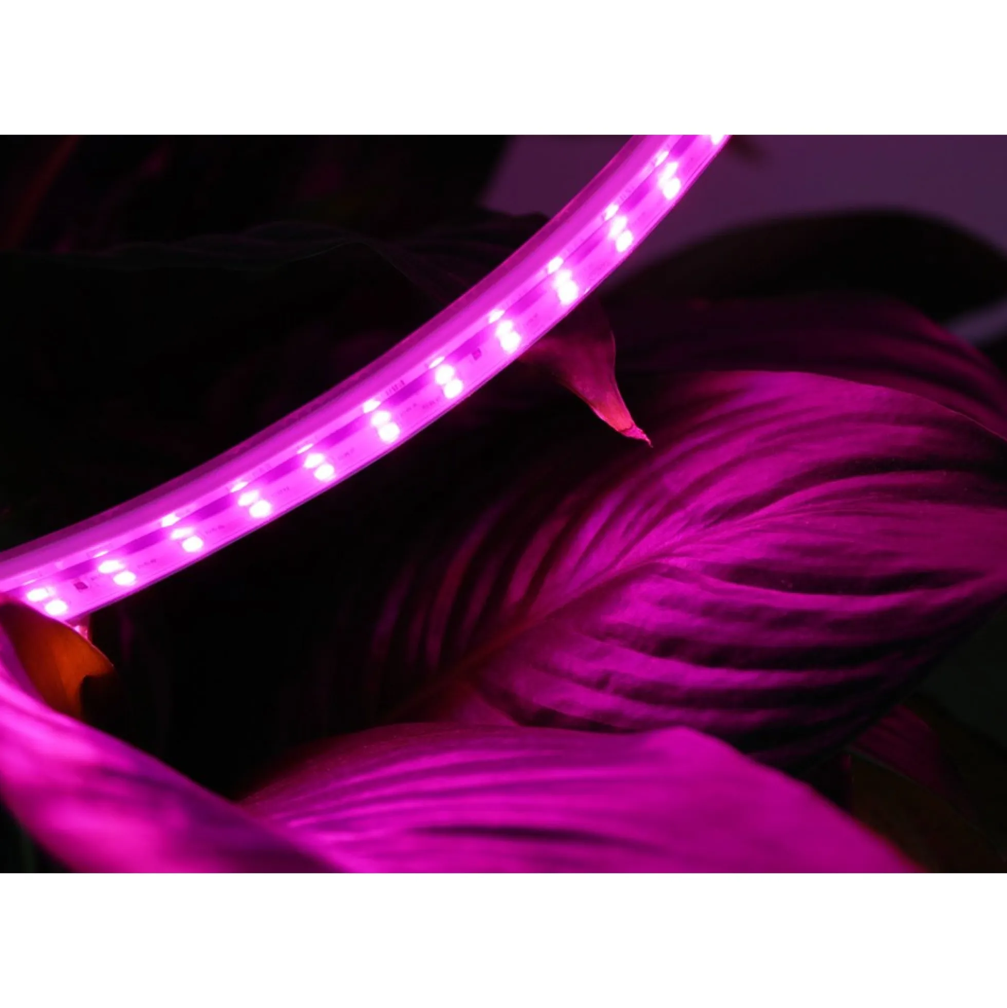 LEDlife Vandtæt vækst LED strip, 230V, IP67, 180 LED, 10W pr. meter, 5 meter