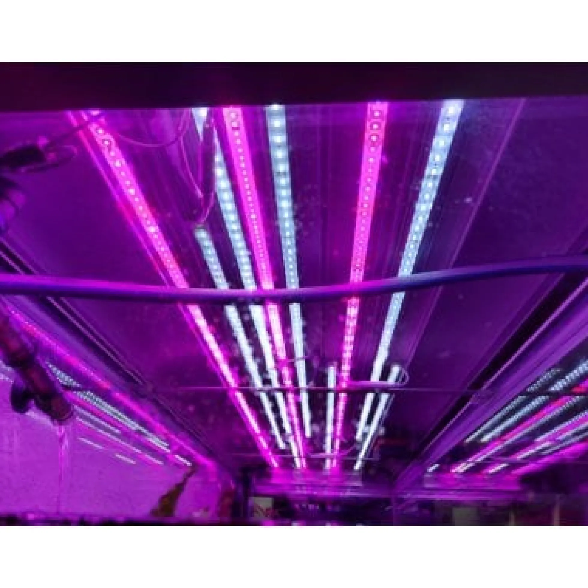 LEDlife vækstlys LED strip med aluprofil, 24V, 3:1 rød/blå IP65, med stik